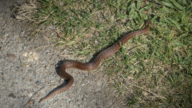 Almost stepped on this little lady. First time I've seen a viper up close.
This photo is after I stepped away, while she was fleeing.