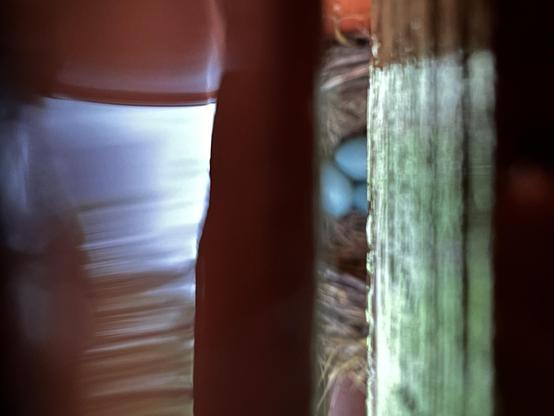 Blurry photo looking through the slats of a deck. Vaguely three robins blue eggs can be seen in a nest.