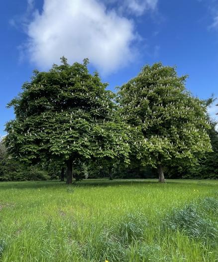 Das Bild zeigt zwei große, grüne Bäume mit zahlreichen weißen Blüten, die in einem grasbewachsenen Feld stehen. Die Bäume haben dichte Kronen und sind von einem blauen Himmel mit einigen weißen Wolken umgeben. Der Rasen ist grün und üppig, mit einigen gelben Blüten verstreut. Im Hintergrund sind weitere Bäume zu sehen, die den Wald umrahmen. Die Szene wirkt friedlich und natürlich, mit einer klaren Trennung zwischen dem vorderen und dem hinteren Bereich.

Bereitgestellt von @altbot