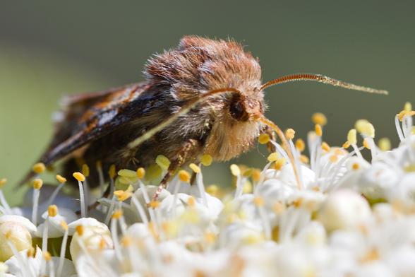 Vorderansicht einer Motte auf der weißen Doldenblüte. Der Kopf wirkt sehr klein mit großen braunen Augen. Langer Rüssel langer Fühler. Enormer rotbraun-weiß gemuster Pelzkragen.