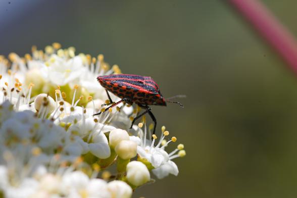 Weiße Doldenblüte, darauf eine Wanze von der Seite fotografiert. Auf dem Rücken ist sie rot-schwarz gestreift, auf dem Bauch rot mit schwarzen Punkten.