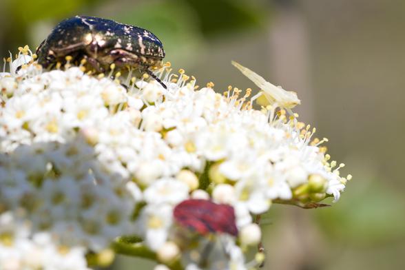 Weiße Doldenblüte, darauf (neben einem grünen Rosenkäfer und einer unscharfen roten Streifenwanze im Vordergrund) eine auf der Blüte recht gut getarnte sehr hellgelbe Krabbenspinne, die zwei Beine karatemäßig zur Seite streckt.