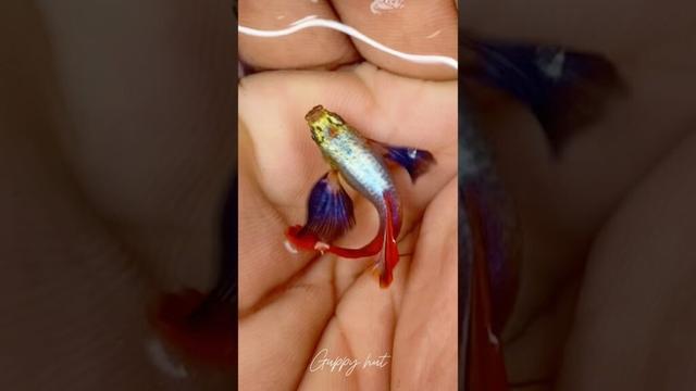 Platinum super dumbo’s ❤️🫠 #shorts #fishtank #guppyfishtank #betta #guppy #aquarium #guppyfish