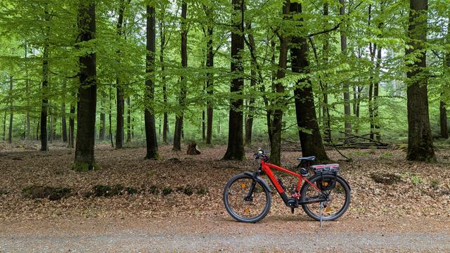 Ein rotes Raleigh Dundee Mountain Bike steht auf einem Waldweg, dahinter sind Buchen mit frischen hellgrünen Blättern.