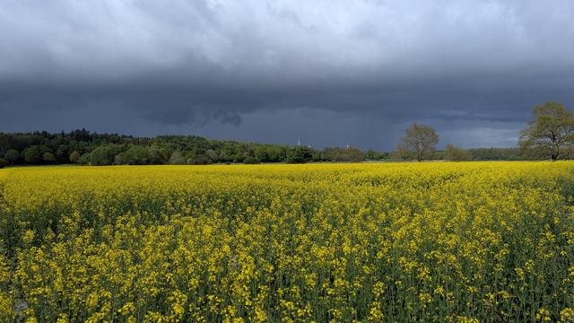 Im Vordergrund ist ein gelb blühendes Rapsfeld, dahinter sind Bäume. Der Himmel ist dramatisch dunkel-grau, eine Regenfront zieht herein.