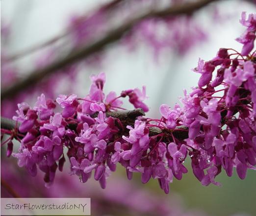 Bright pink redbud flowers clustered along a branch with raindrops on them.