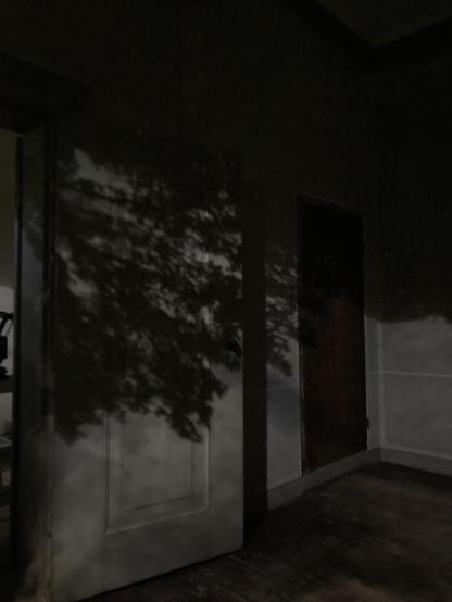 trees projected on walls of room through camera obscura