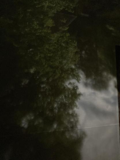 trees projected on walls of room through camera obscura