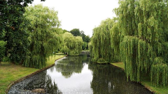 This image features a tranquil park scene with a river or canal running through it. Both sides of the water are lined with lush weeping willows, their branches and leaves hanging down towards the water surface, creating a dramatic and soothing natural canopy. The river's banks are well-manicured, and there's a bridge visible in the background which crosses the river. The setting appears to be very peaceful, typically found in a park or botanical garden designed for relaxation and enjoyment of nature.