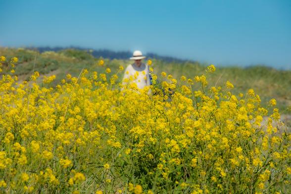A lady in white outfit with a summer hat walking amongst yellow wildflowers at the beach.