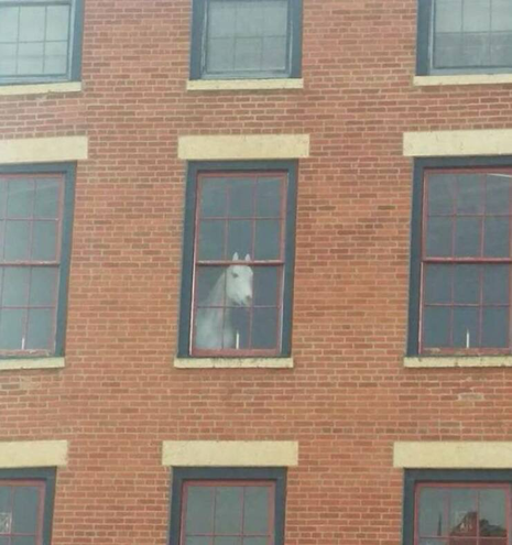 A horse looks out from the window of a brick apartment building.