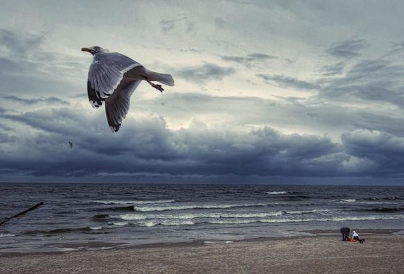 Eine Möwe fliegt über einem Strand mit bewölktem Himmel und Meereswellen. Zwei Menschen sind auf dem Sand zu sehen, die in der Nähe des Ufers interagieren.