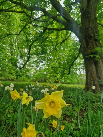 A green field of yellow daffodils with a close-up of one slightly wilting one. The trunk of a large tree can be seen in the top right of the picture as its branches and leaves provide a lush green canopy.
