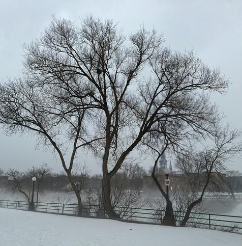 Un arbre splendide dont la base est enveloppée de brume.
© 2025, Chartrand Saint-Louis, photographie