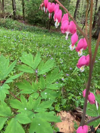 Pink bleeding hearts and their leaves against a background of violets and grass, and the woods.