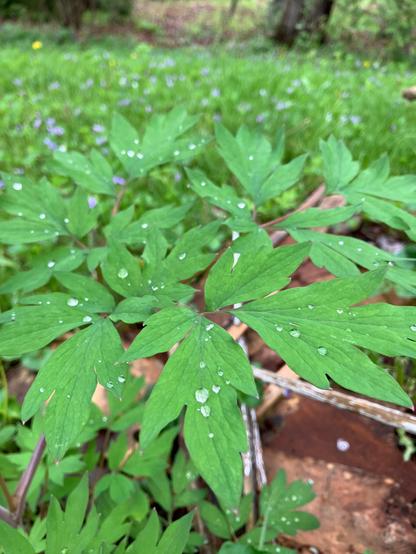 Raindrops on the leaves of bleeding hearts.