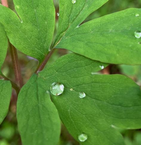 A raindrop (and several smaller raindrops) on a leaf of bleeding hearts.