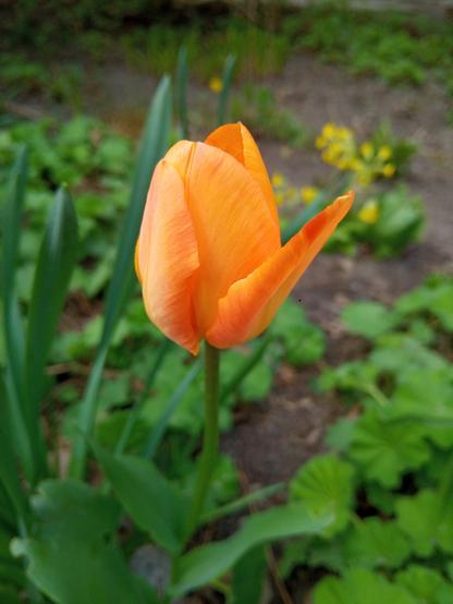 A tulip in orange and yellow melange colour.
