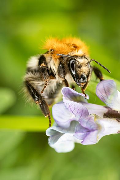 Bumblebee sitting on a flowe.