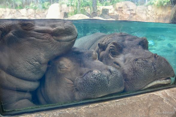 Azure Generated Description:
a group of seals lying on a rock by a pool (43.32% confidence)
---------------
Azure Generated Tags:
animal (99.77% confidence)
mammal (99.22% confidence)
zoo (95.44% confidence)
hippo (94.95% confidence)
hippopotamus (87.25% confidence)
outdoor (81.41% confidence)
elephant (52.56% confidence)