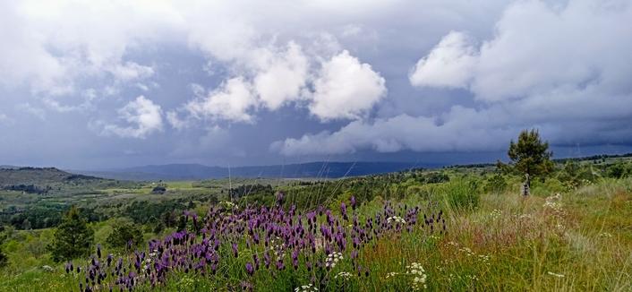 View over wild lavender and some wild flowers over soft hills. In the distance really bad weather and a dark, rainy sky. The clouds in front are bright against it. A single pine tree is standing in the meadow.
