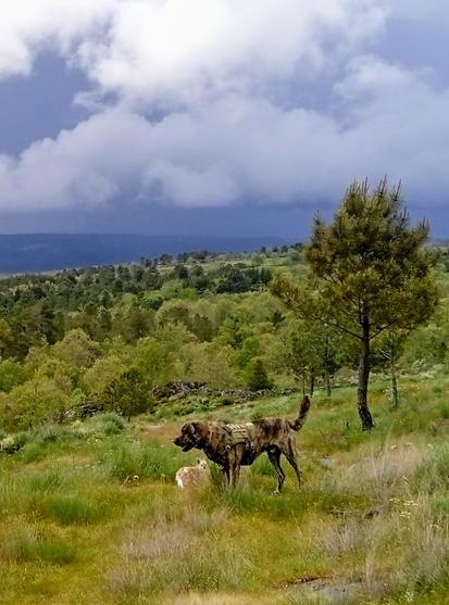 A longhair Chihuahua standing beside a big Castro laboreiro mix in a meadow. Dark weather behind them.