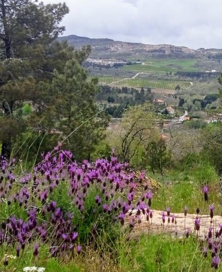 View over a part of Castainco towards the granite mountain. Lavender and bushes in front