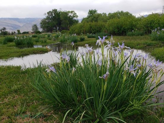 A clump of Western Blue Flag wild iris flowers in the foreground. The wild iris flowers are smaller and more elegantly dainty than big showy bred for the garden irises. The flowers are a pale lavender with stripes of white, patches of blue and yellow. The iris' leaves are a rich green. In the middle and background is a flooded cow meadow with many more clumps of wild iris flowers. Perfect spring moment in Bishop, California. Photo by Jenifer Hanen.