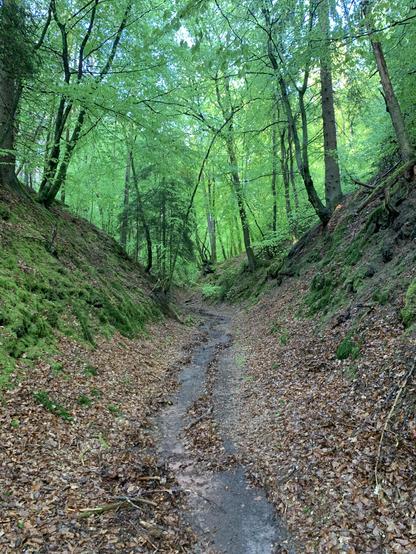Ein Waldweg verläuft in einer leichten Kurve geradeaus nach oben. Links und rechts des in der Mitte vom Regen noch nassen Waldbodens liegt welkes Laub des letzten Herbstes. Der Weg wird von zwei Böschungen gesäumt, auf denen Moos wächst. Oben auf den Böschungen und weiter vorne stehen große Laubbäume. Die Blätter leuchten hellgrün und der hellblaue Himmel darüber ist durch die Baumkronen erkennbar.

A forest path runs straight upwards in a slight curve. To the left and right of the forest floor, which is still wet from the rain in the middle, lie withered leaves from last fall. The path is lined by two embankments with moss growing on them. At the top of the embankments and further ahead are large deciduous trees. The leaves glow bright green and the light blue sky above is visible through the leaves canopy.