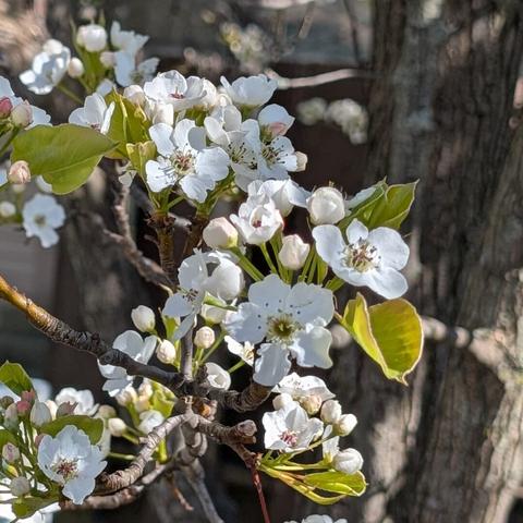 A close-up photograph shows a branch of a flowering tree in bloom. Clusters of small white blossoms with five petals and dark reddish-brown centers are visible, along with several round, unopened white buds and a few small, light green leaves emerging. The textured brown bark of the tree trunk is slightly blurred in the background. The blossoms are illuminated by sunlight.