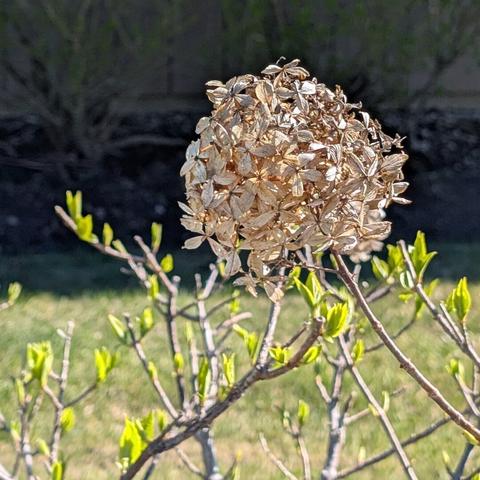 A close-up shows a large, dried, beige flower head, likely a hydrangea, remaining on a woody bush from the previous season. Below the faded bloom, numerous small, bright green leaves are sprouting from the bare stems, signaling new spring growth. The background is blurred, with a dark, shadowed area above and green grass below, illuminated by sunlight.