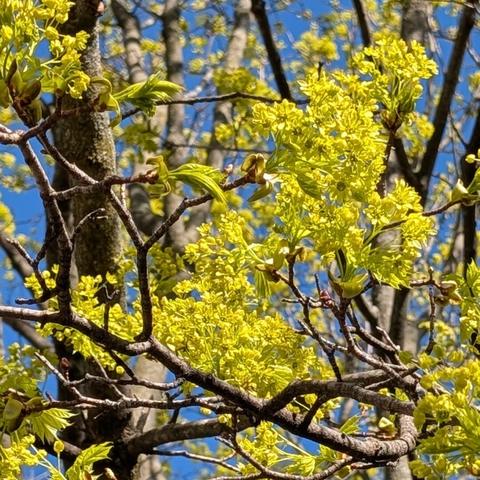 Looking up through the branches of a deciduous tree in early spring, possibly a maple. The branches are covered in dense clusters of small, bright yellow-green flowers, along with newly emerging leaves of a similar color. The grey-brown bark of the tree and patches of bright blue sky are visible through the foliage. The scene is brightly illuminated by sunlight.