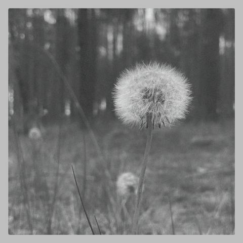Pusteblume mit unscharfem Hintergrund: Gräser und Wald