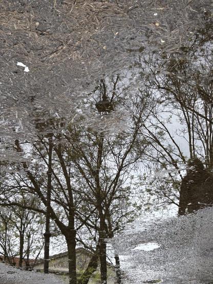 This image shows a reflection in a puddle of water on the ground. The reflection shows a trees, a lamppost, and a part of a building.
