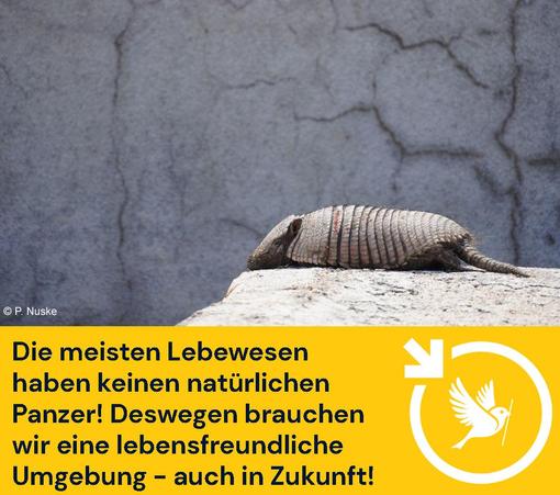 Ein graues Gürteltier in einer grauen Steinwüste.
Darunter der Text: Die meisten Lebewesen haben keinen natürlichen Panzer! Deswegen brauchen wir eine lebensfreundliche
Umgebung - auch in Zukunft!
Unser Logo von LocalZero Ulm ist auch darauf. Ein Ulmer Spatz im Kreis von LocalZero mit dem sinkenden Pfeil.
Das Foto ist von P. Nuske (copyright)