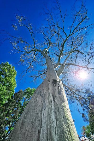 A tall eucalyptus tree with smooth, light-colored bark dominates the frame, stretching its branches upwards towards a clear, bright blue sky with the sun shining through its leaves. Other green trees are visible in the background.
