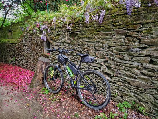 Mon vélo appuyé sur un mur de pierres, on voit de la glycine au dessus et des pétales roses au sol.