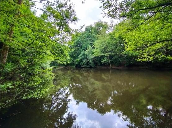 Un étang entouré d'arbres, le ciel se reflète dans l'eau.