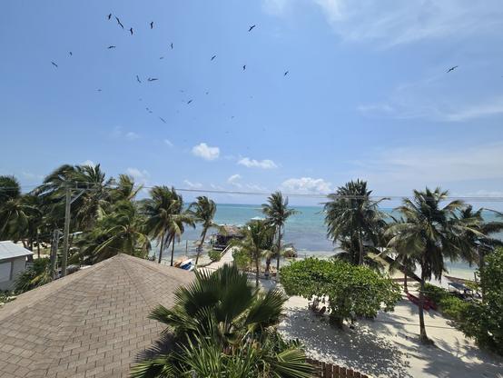 A photo overlooking a beach on the Caribbean in Caye Caulker in Belize.  There are palm trees blowing in the wind, and a flock of frigate birds in the sky.