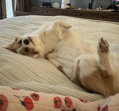 A red & white Pembroke Welsh corgi lays on her back on a bed covered by green & white striped blanket; one back foot sticks straight up, one front leg is flopped over, and her head is turned to toward the camera; the closest ear is folded under her head — barely visible — and a single canine is peaking from her mostly closed mouth