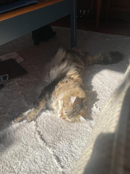 a fluffy tabby cat lies stretched on his side on a large white rug. He is partially under a small coffe table with just his shoulders and head in a large patch of sunlight.