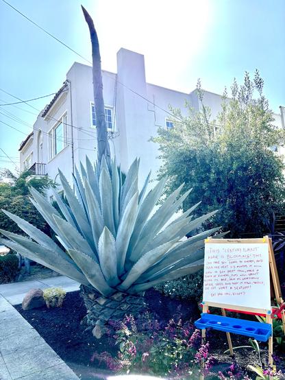 Photo of a century plant, a massive agave, with large protruding bloom. Whiteboard next to it reads:
THIS "CENTURY PLANT" AGAVE IS BLOOMING! THIS CAN TAKE 30+ YEARS TO HAPPEN, AND OVER THE NEXT 1-3 MONTHS IT WILL GROW TO 20+ FEET TALL, MAKE A BUNCH OF FLOWERS, PUPS WILL SPROUT ALONG ITS BASE, DROP ITS GENETICARLY UNIQUE SEEDS, AND THEN IT WILL, SADLY, DIE OFF. WHAT A SENDOFF!
BUT HOW COOL, RIGHT?
