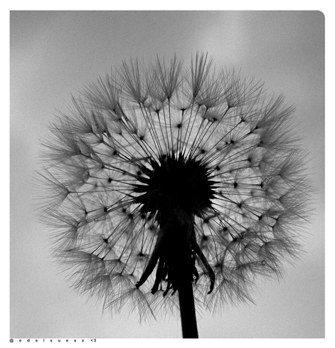 Schwarzweißfotografie: Nahaufnahme einer kugelförmigen Pusteblume an einem dunklen Stängel, ringsherum die haarigen Flugschirme, grauer Himmel dahinter