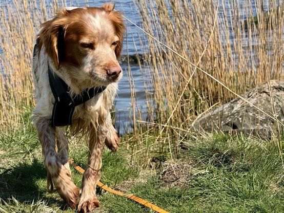 A dog with a reddish-brown and white coat walks along a grassy area near a body of water, surrounded by tall grasses. The dog is wearing a harness and appears focused on its surroundings.
