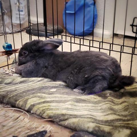 Small grey rabbit, obviously shedding, stretched out on a fleece mat.