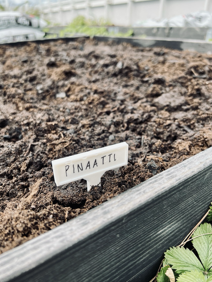 Pieni, valkoinen nimikyltti, jossa lukee tikkukirjaimin pinaatti viljelylaatikon reunalla.