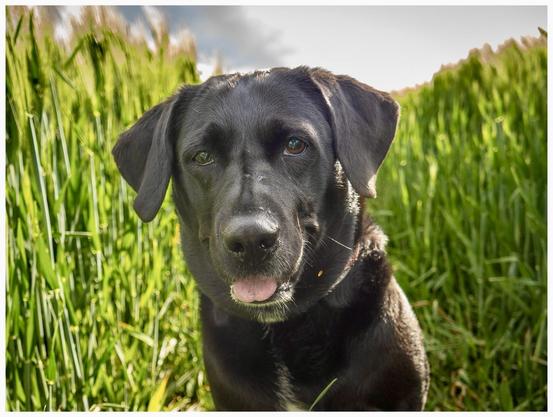 A black dog with a relaxed expression is sitting in a field of green grass, gazing at the camera with its tongue out. The background features tall grass and a cloudy sky.