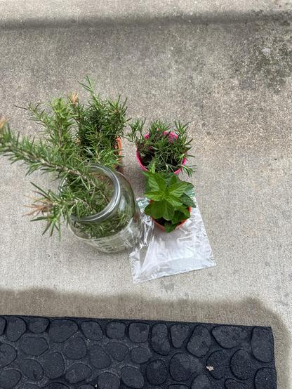 mint and rosemary cuttings in water sitting on a cement porch. There is a plastic bag under one of the cups.