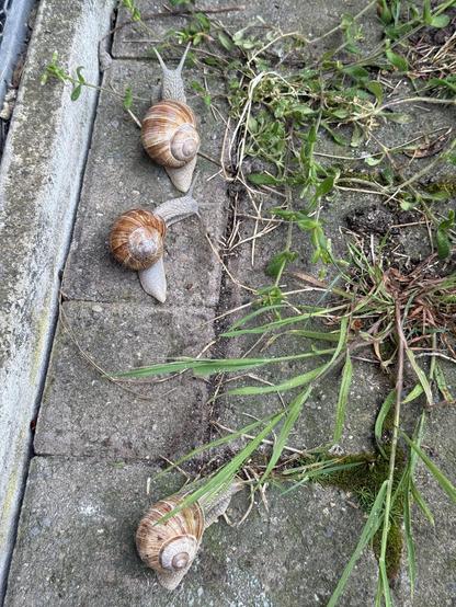 Drei Weinbergschnecken haben das gleiche Ziel
Three vineyard snails have the same goal