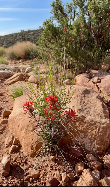 Image of the plant Northwestern Indian paintbrush in front of Beige desert rock. The flowering part is a striking red.